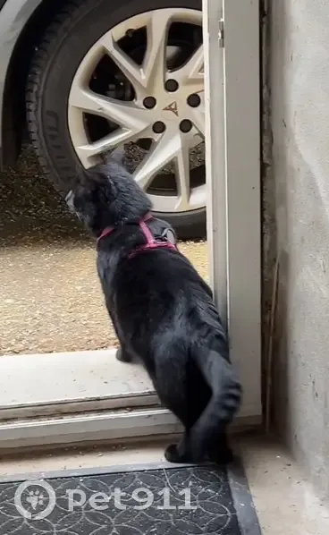 Chat perdu à Montrevault, harnais rose - photo