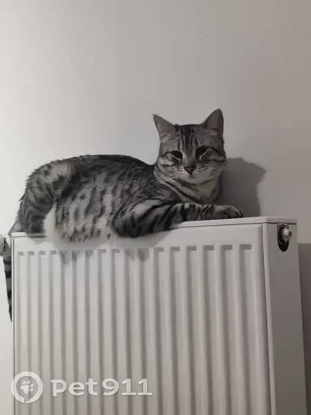 Chat mâle tigré disparu à Chelles - photo