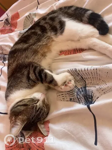 Chat tigré disparu à Lannion - photo