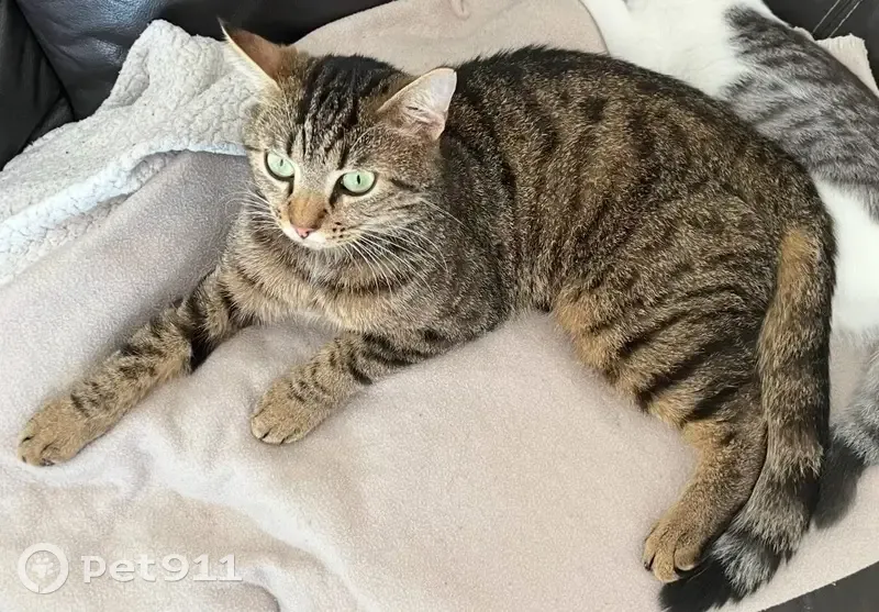 Chat tigré disparu au Deschaux - photo