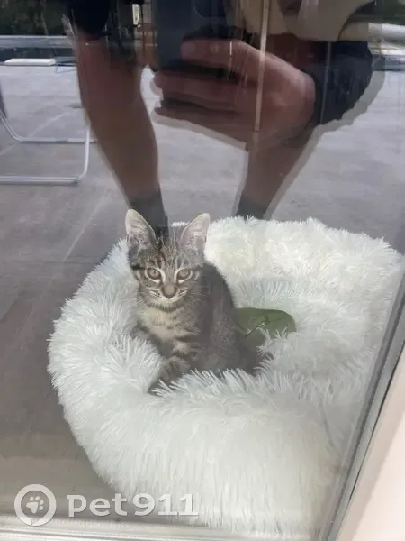 Chaton tigré gris perdu à Crolles - photo