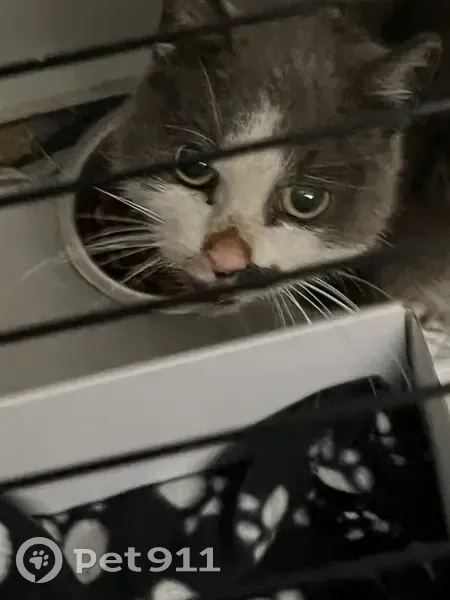 Chat européen blanc/gris trouvé rue Jaurès - photo