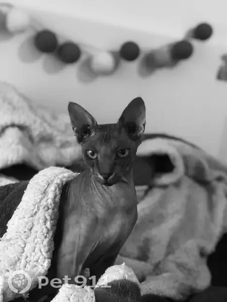 Chat Sphinx perdu le 25/12 à Dourdan - photo