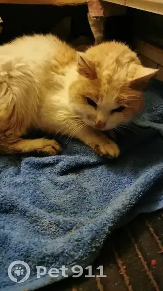 Chat blanc et roux trouvé à Hergnies - photo