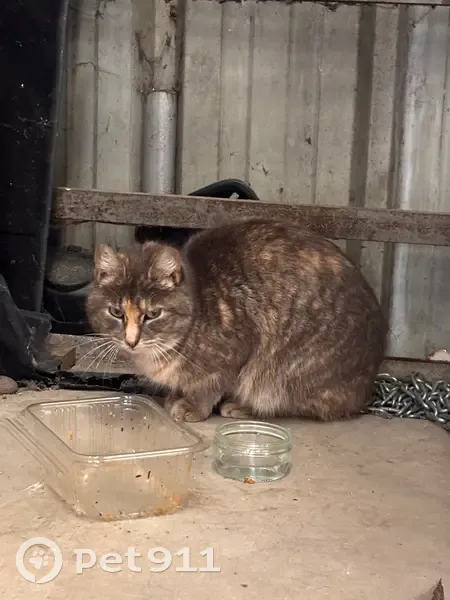 Chat trouvé quai de Brazza, Bordeaux - photo