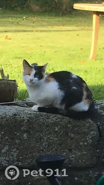 Chatte tricolore borgne perdue à Cagnes - photo