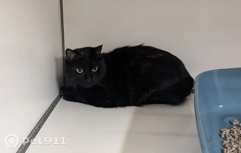 Chat femelle écaille trouvé à Vitré - photo