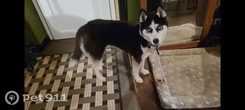 Husky disparue à Pléneuf-Val-André - photo