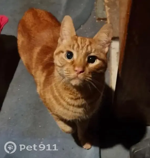 Chatte câline trouvée Rue Nélaton, Paris - photo