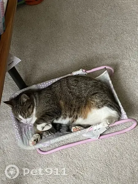 Chat tigré perdu à Taissy, contactez-nous ! - photo