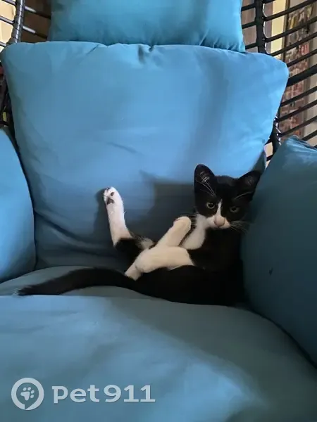 Chatte Lilo perdue à Chaussan - photo