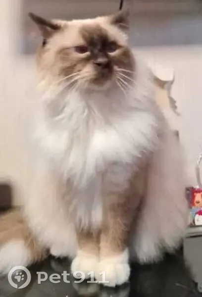 Chat perdu à Arcueil, contactez-moi ! - photo