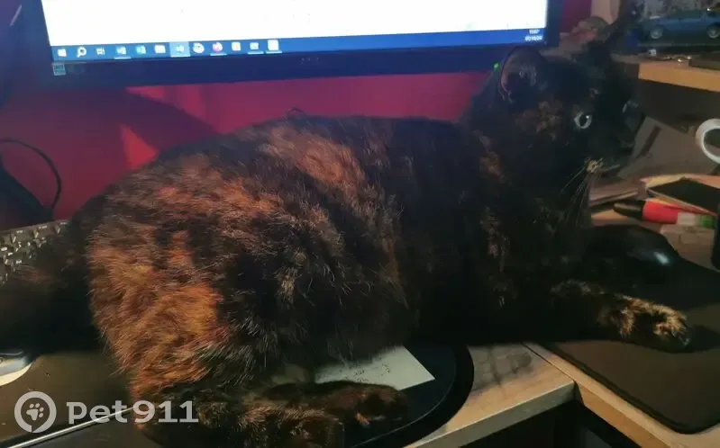 Chatte écaille 11 ans perdue à Arnouville - photo