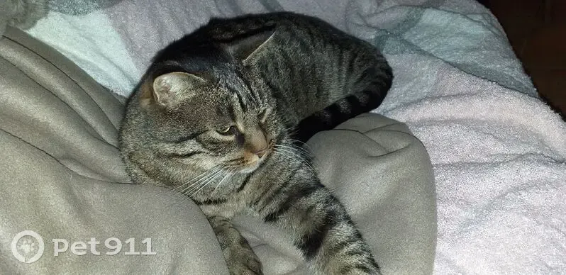 Chat tigré 14 ans disparu à Crésantignes - photo