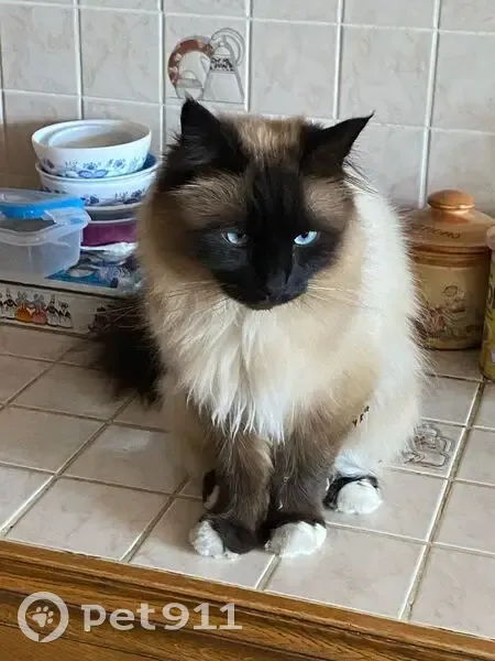 Chat mâle castré perdu à Marolles-en-Beauce - photo