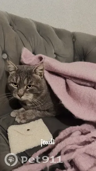 Chat gris perdu à Denain, non stérilisé - photo