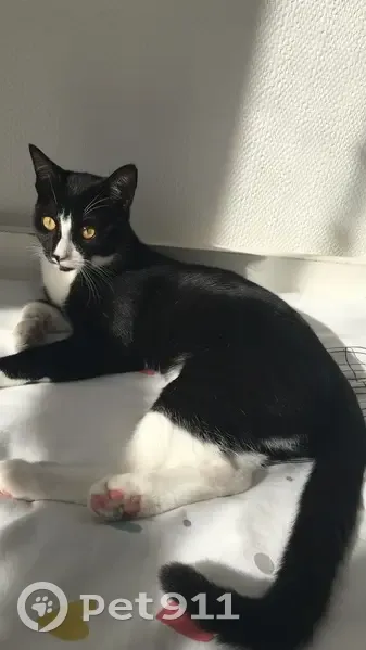 Chat noir et blanc disparu à Mérignac - photo