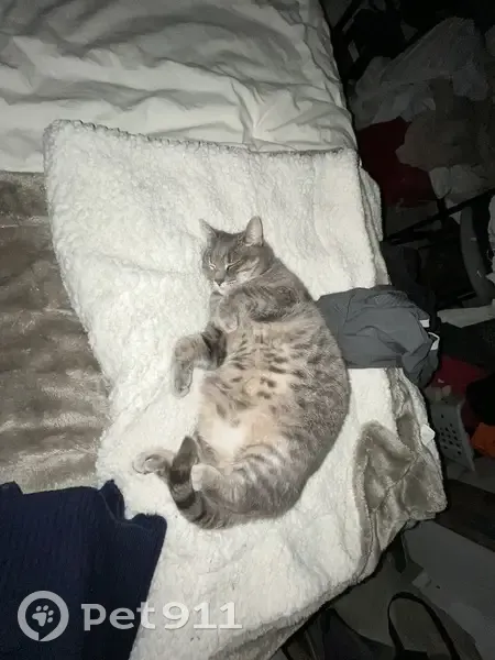 Chat sauvage disparu à Balazé - photo