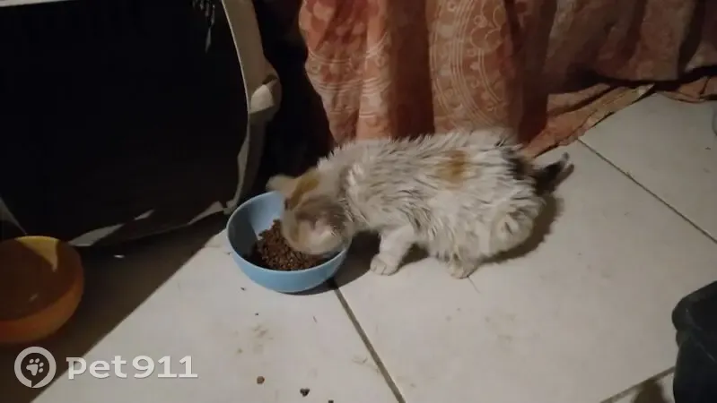 Chaton trouvé sous la pluie à Chemillé - photo