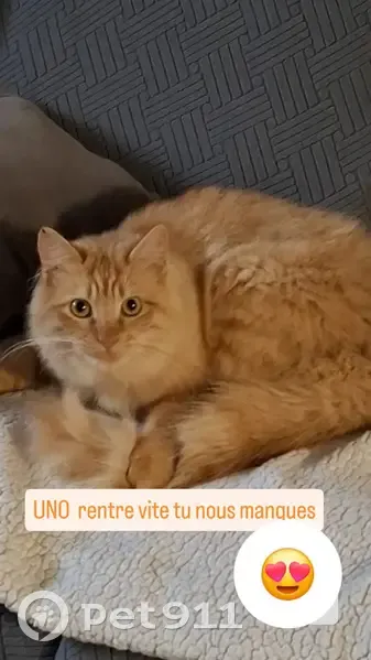 Chat roux perdu à Cambes : UNO - photo