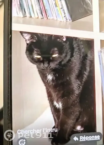 Chatte noire perdue à Amiens (Ping) - photo
