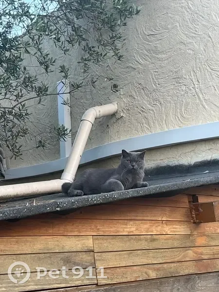 Chat gris british disparu à Saint-Paul-en-Forêt - photo