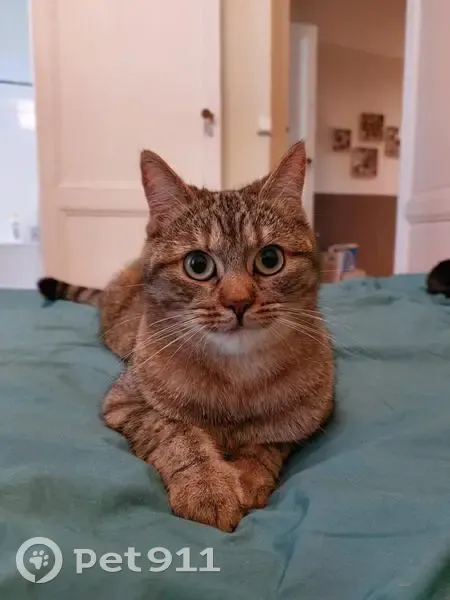 Chatte tigrée 