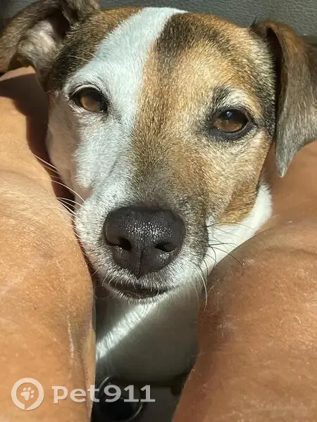 Chien perdu à Huez, sociable et identifiable - photo