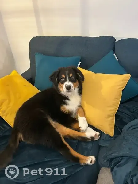 Chiot berger australien perdu à Combrit - photo