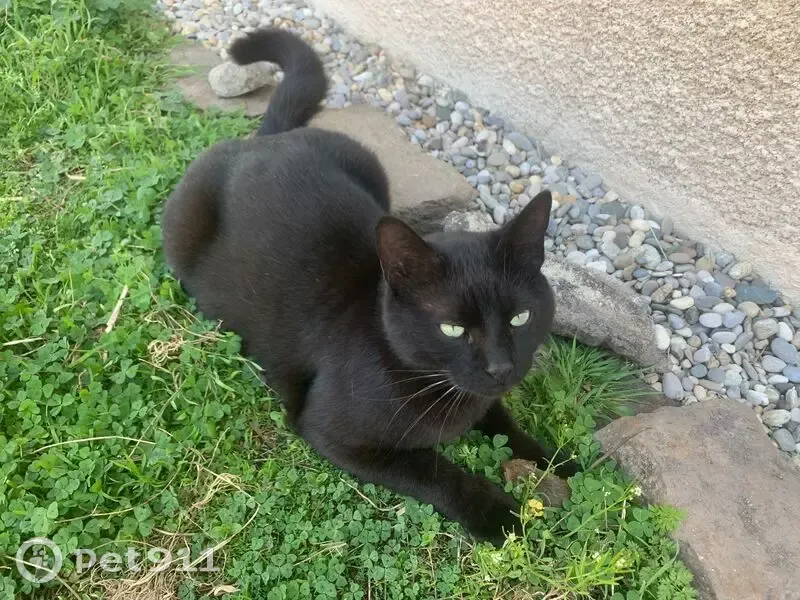 Chat noir Yoko perdu à Saint-Étienne - photo