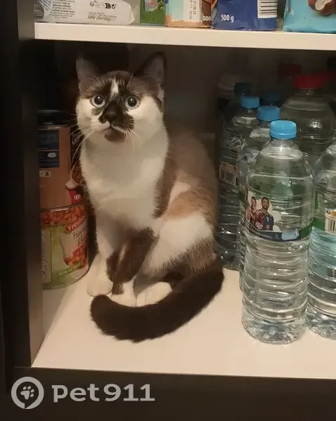 Chat perdu à Fleurbaix, stérilisé et pucé - photo