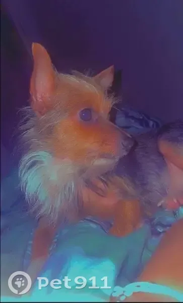 Petit chien noir et blanc perdu à Malangin - photo