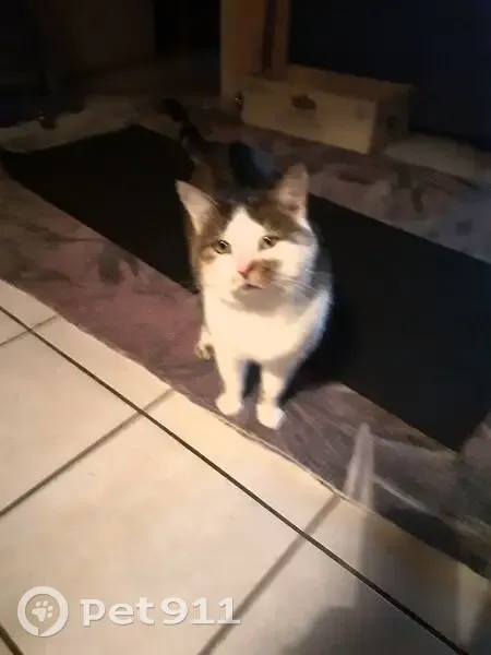 Chat trouvé : mâle gentil et peureux - photo