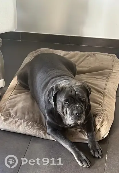Chienne cane corso grise perdue à Combourg - photo