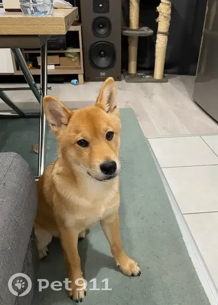 Chiot shiba inu perdu à Gentilly - photo