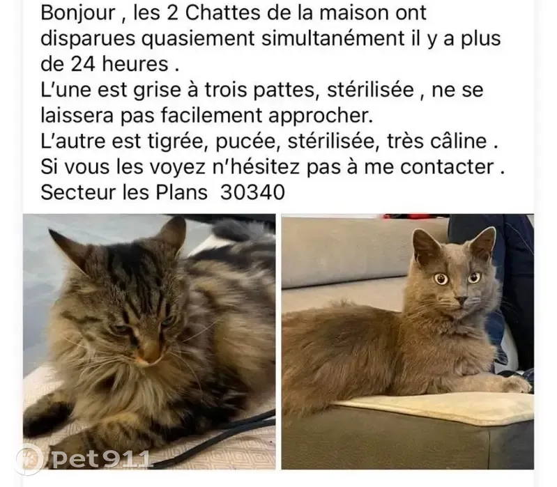 Chats disparus à Mas d'Amouroux - photo