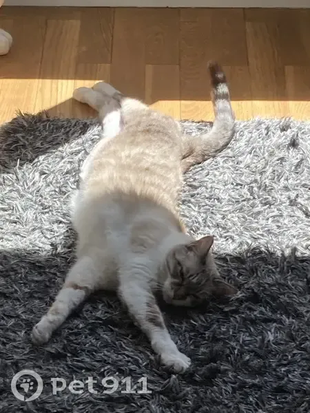 Chatte grise-blanche perdue, médication urgente - photo