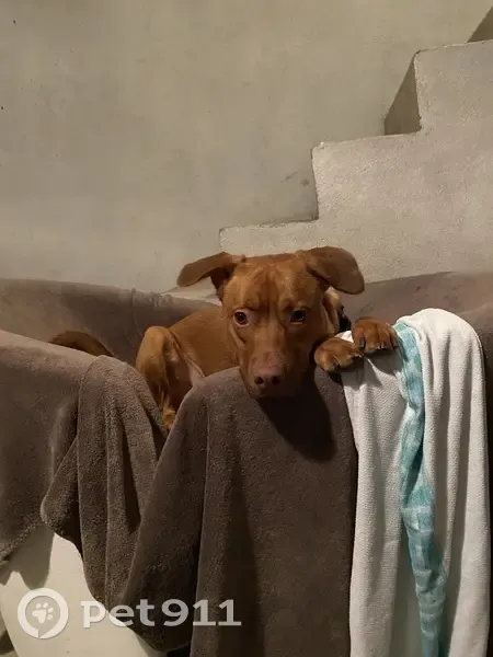 Chiot trouvé à Clermont-Ferrand - photo