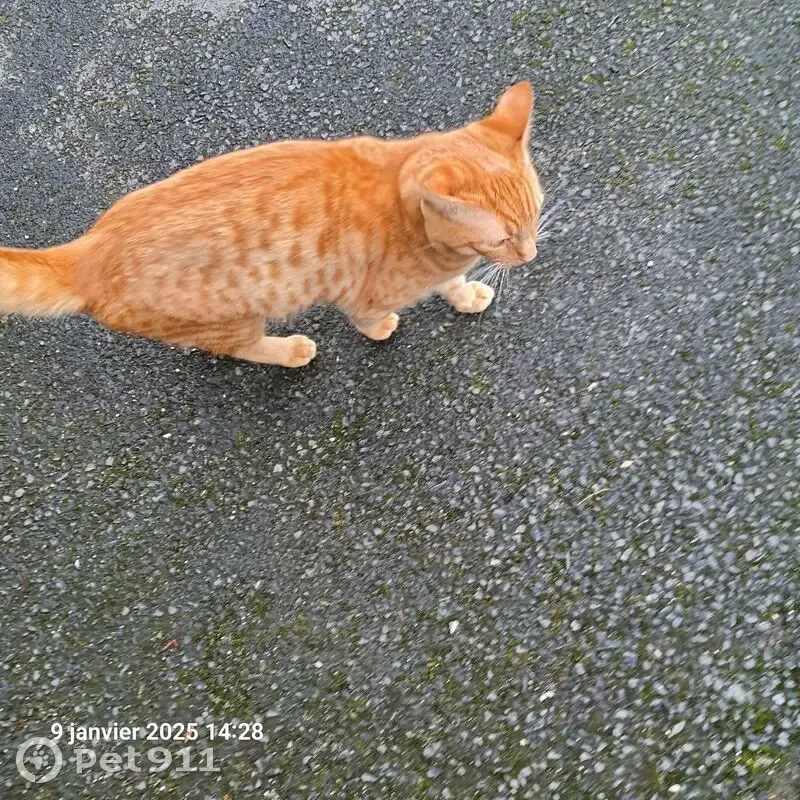 Jeune chat roux trouvé à Angers - photo