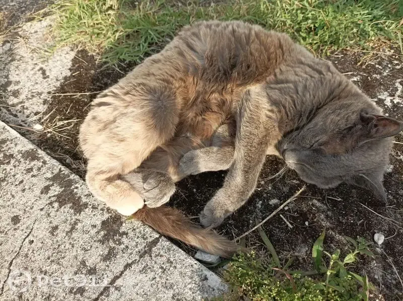 Petite chatte grise disparue à Mont - photo