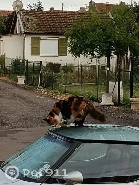 Chatte perdue à Aix en Othe - photo