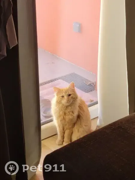 Chat trouvé sans collier à Lingolsheim - photo