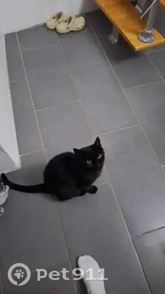 Chatte noire perdue Rue des Déportés - photo
