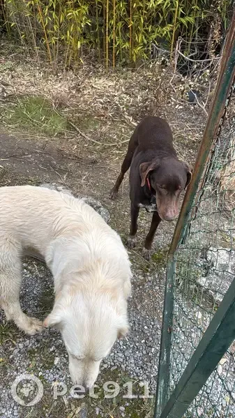 Deux chiens errants sur la route d'Anduze - photo