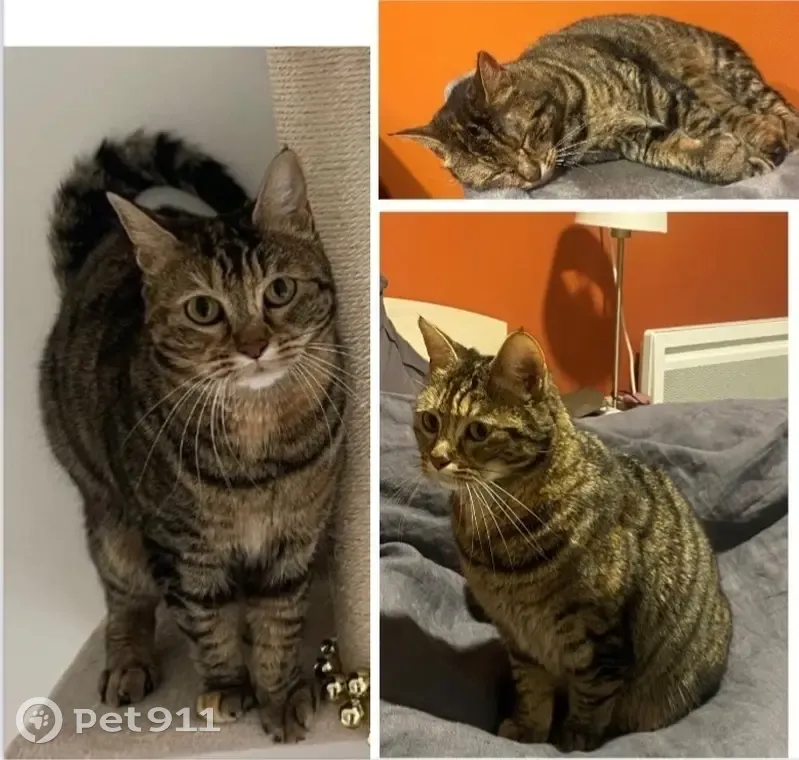 Croquette, chat tigré perdu à Agen - photo