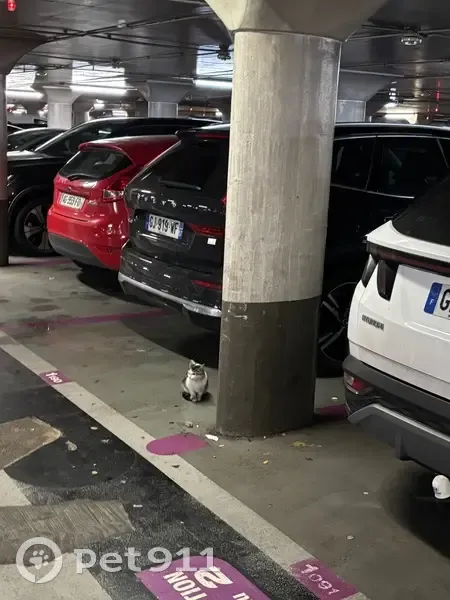 Chaton trouvé Parking République, Metz - photo