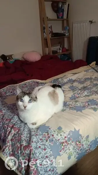 Sushi, chat disparu à Limay, aidez-nous ! - photo