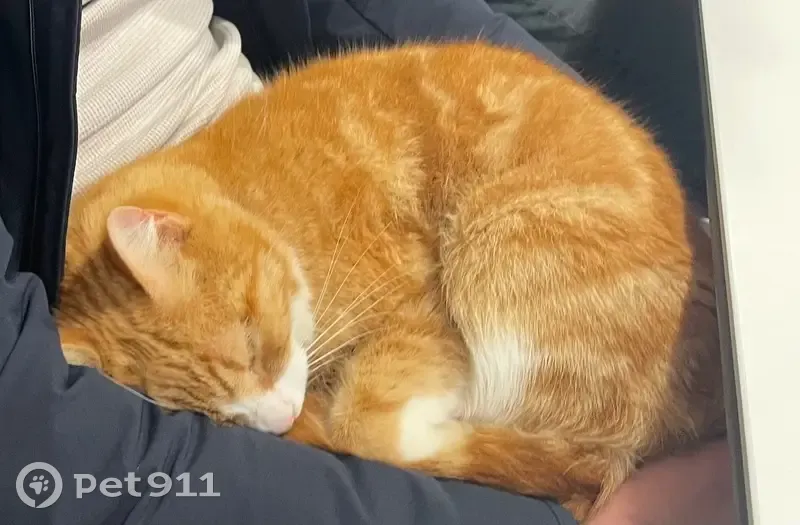 Chat trouvé près du Brit Hôtel à Quimper - photo