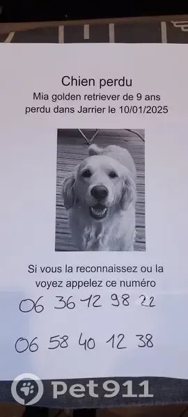 Mia, golden retriever 9 ans perdue à Jarrier - photo