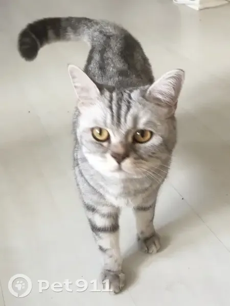 Chat perdu, gris tigré, Colombes - photo